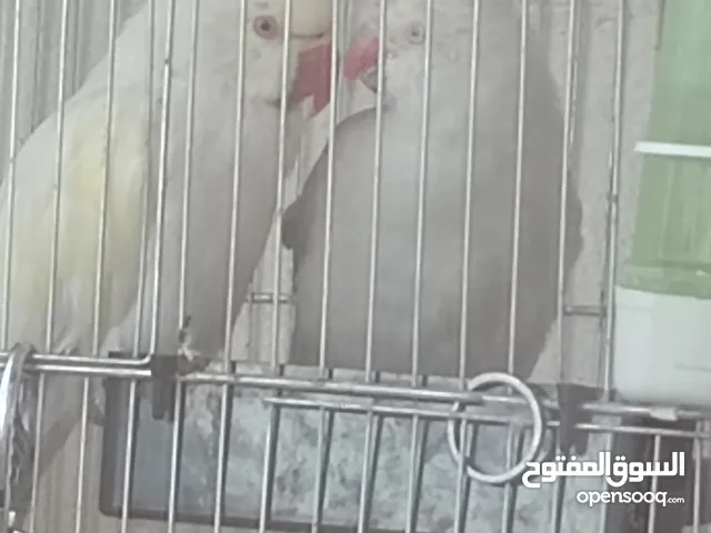جوز ببغاء للبيع