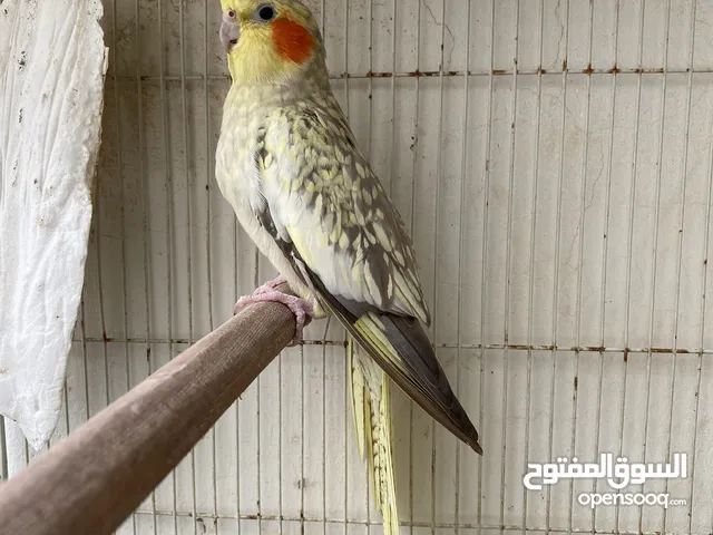 كوكتيل للبيع (اقراء الوصف)
