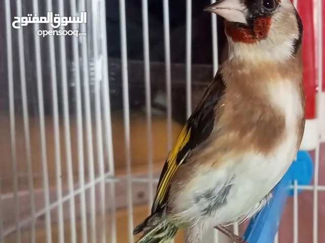 حسون جلب حبه طويلة
