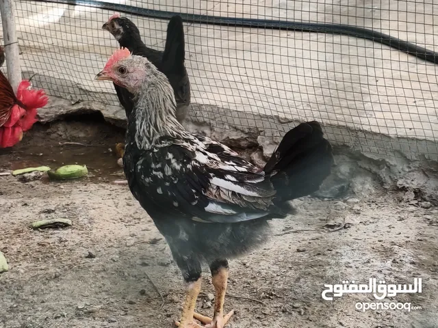 ديوجه عدد 4 اقرا الوصف