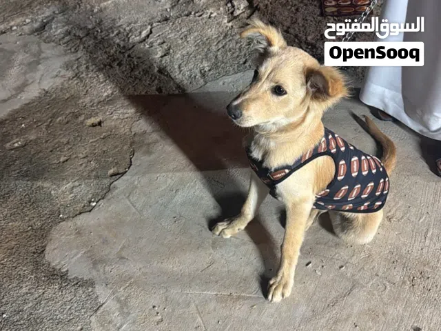 كلب لابرادور مهجن مع جولدن مدرب عمره 4 شهور مع جواز و أدوات تنضيف رقم التواصل   السعر 950