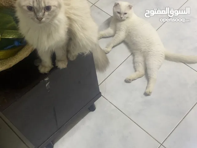 قطط للتبني شيرازي وهاملايا