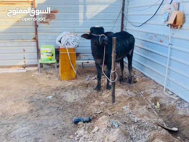 بقرة للبيع