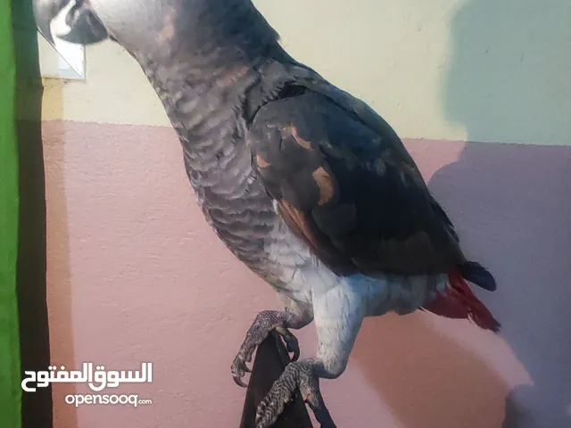 Beautiful, Hand-Reared African Grey Parrot for Sale - Talking, Friendly, and Loving!