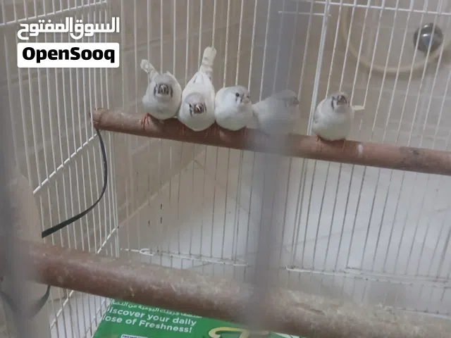 طيور زيبرا للبيع