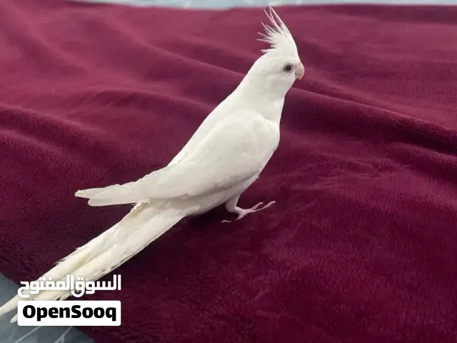 طائر كروان بينو