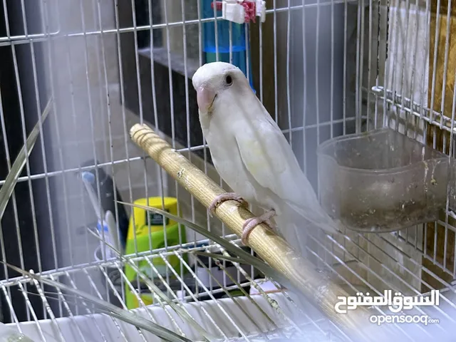زوج روز البينو منتج
