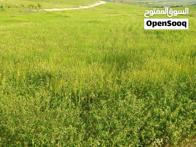 Farm Land for Sale in Mafraq Bala'ama