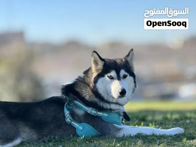 كلب هاسكي للبيع ربي يبارك السعر 1800 وساهل