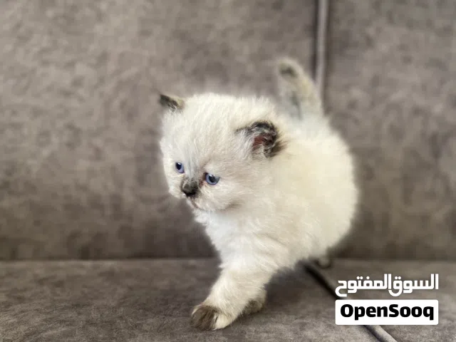 هملايا عمر شهرين، عيون خضراء، فراء كثيف وشكل مميز. من أب سكوتش فولد بيور وأم سكوتش ستريت