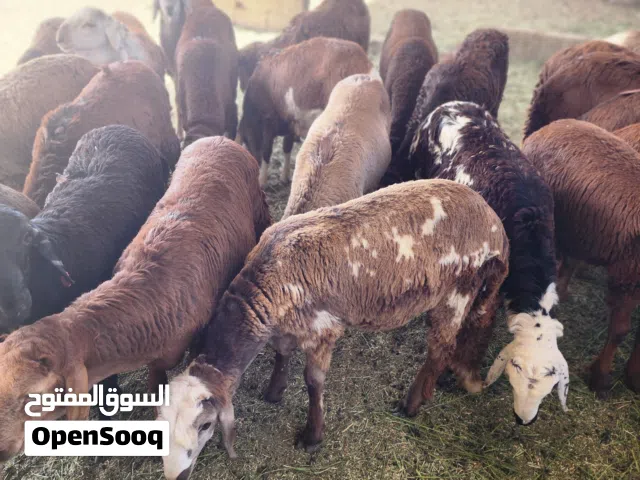 للبيع خرفان سواكن مربى