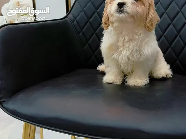 Cavachon puppy