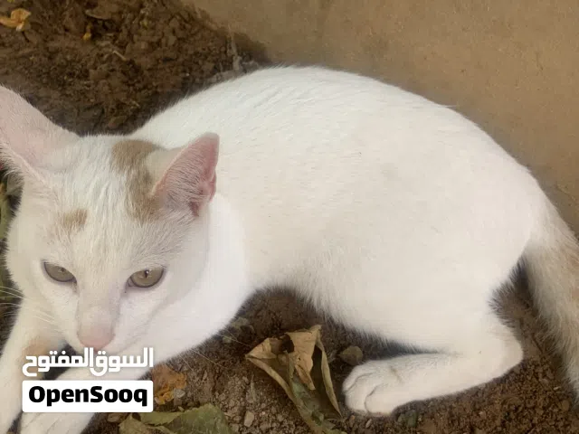 قطوس أبيض للتبني بدون مقابل