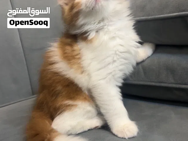 قطط للبيع  ذكور  اصيله