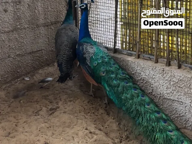 طاووس هندي