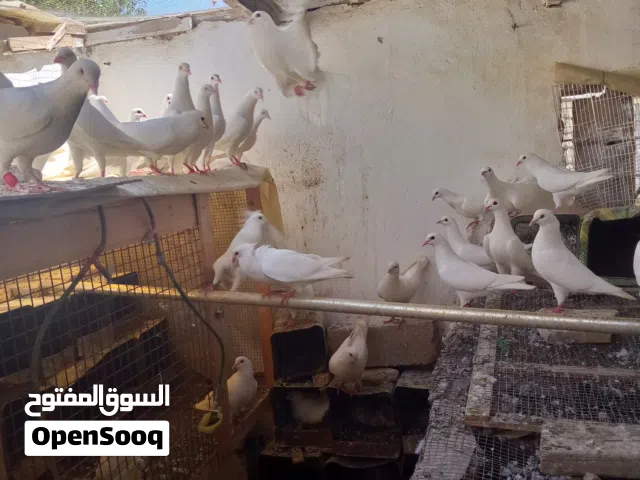 ما شاء الله 30 حمام جوز فرنسي للبيع