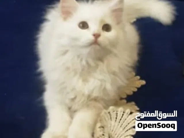 قطه شيرازي للبيع