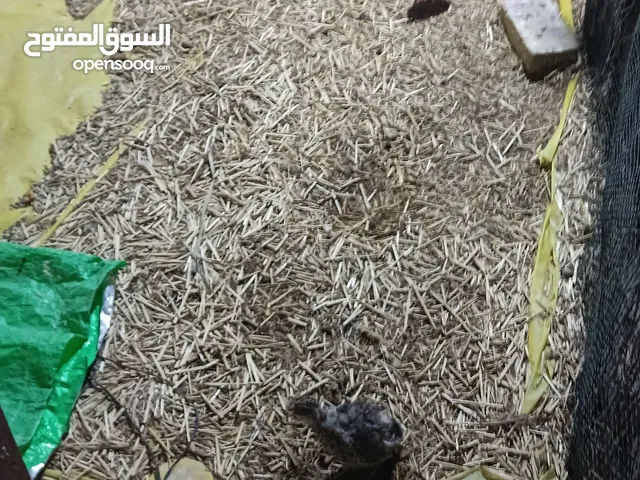 طيور سمان او سلوه