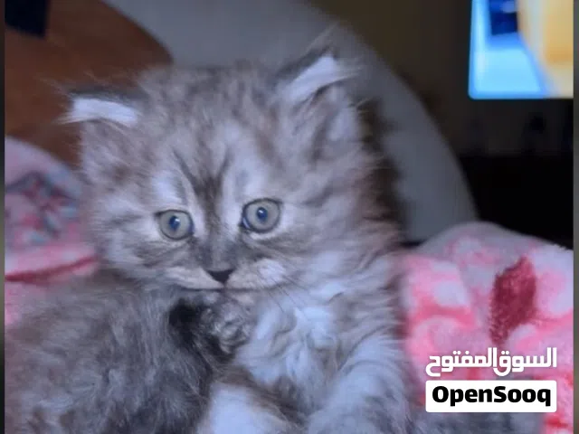 للبيع قطوه هملايه عمره شهر مع جميع اغراضه لتواصل