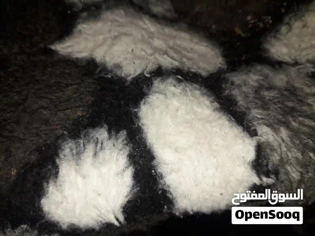 اسطوانات غاز طهي