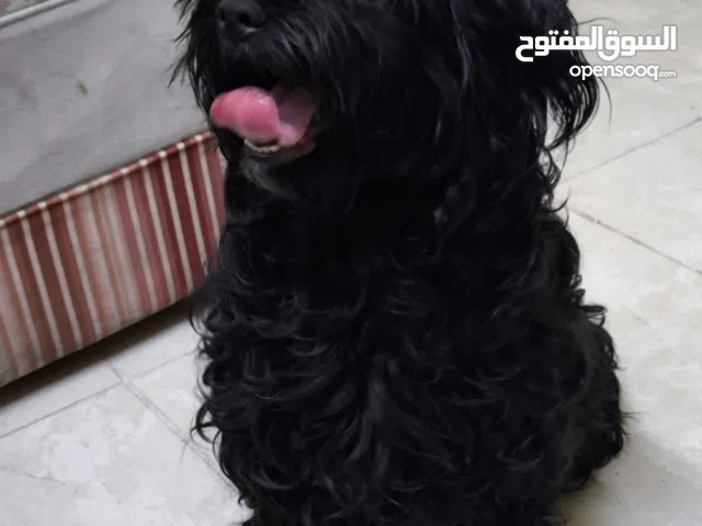 Yorkie puppies adoption