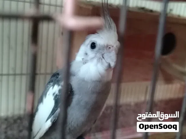 ببغاء كوكتيل للبيع