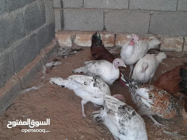 فراريج عربي وانتاج ديك رومي اقرا الوصف