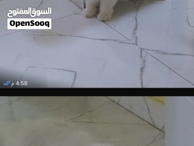 سنور شيرازي للبيع