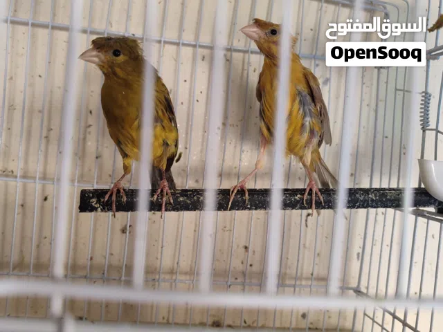 طيرتين كنار