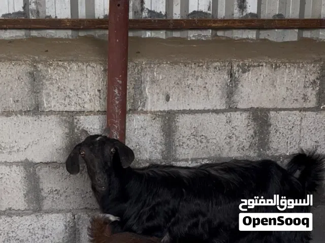 شاه من حلال البدو تحتها سخلة