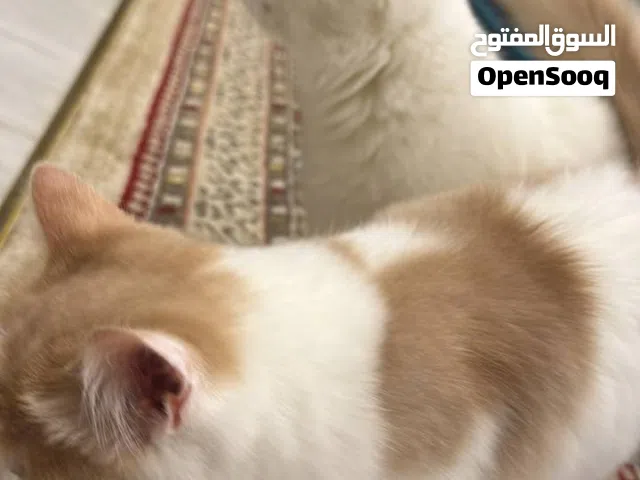 سكوتش فولد (انثى ٫ سنه)و سكوتش مهجن شيرازي (ذكر٫اربع شهور)