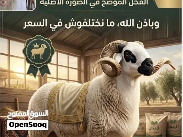 مطلوب خروف سردي
