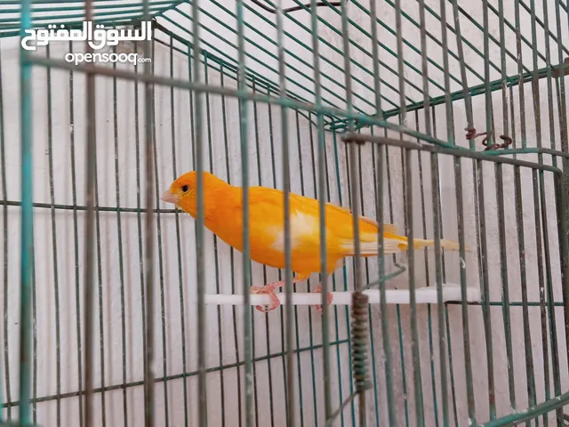 ذكر كنار ابو فراخ