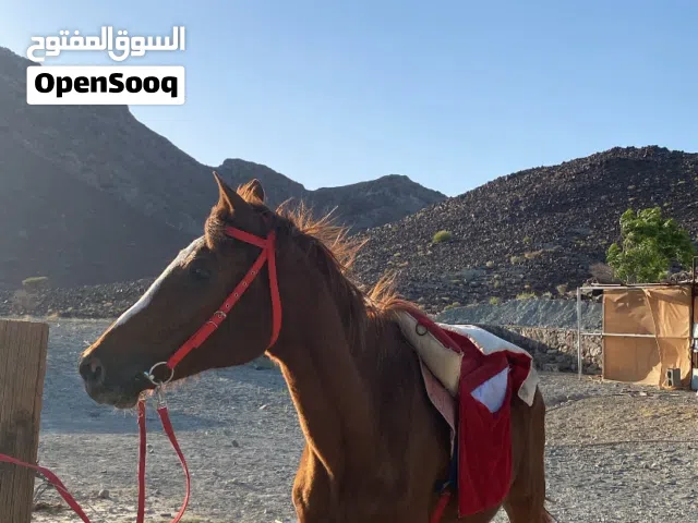 فرس عربيه اصيله