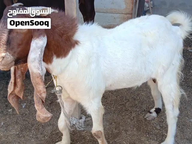 تيس باكستاني