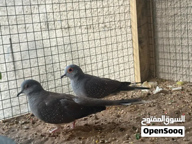 يمام للبيع