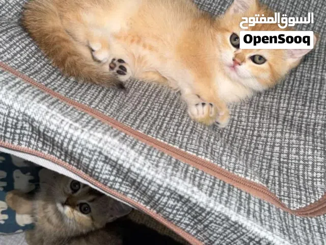 قطط سكوتش فولد غولدن ny12 اناثي