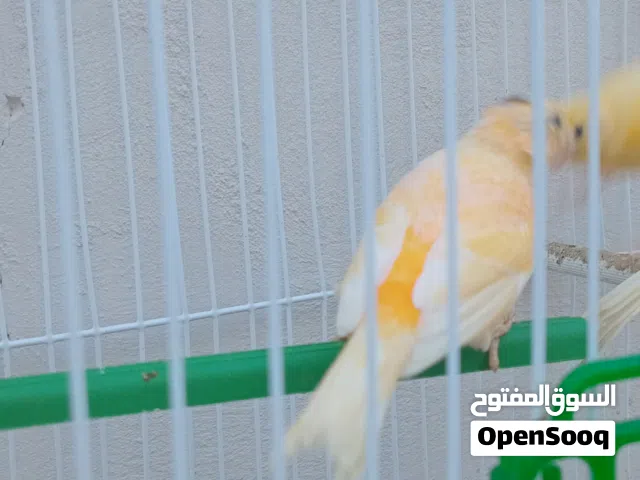 اناته كنارى