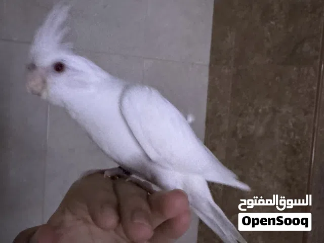 كوكتيل : ابيض (طفره)