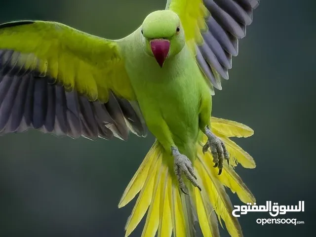 بغبغاء دره ذكر شوف الوصف