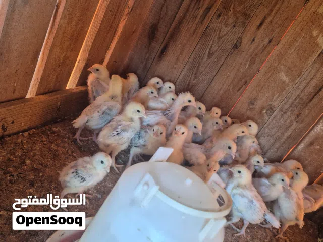 صيصان الفرنسي السوسكس