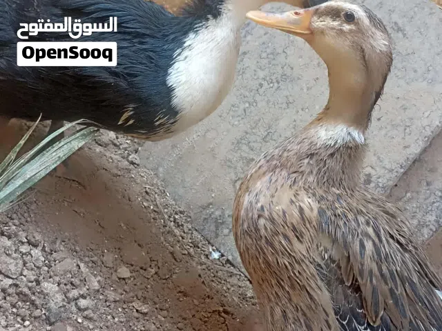 بط اناث للبيع بسعر مغري