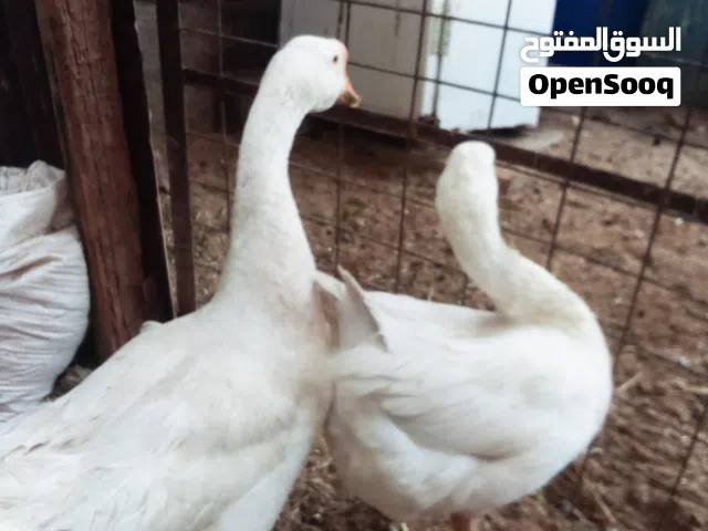 زوج اوز للبيع نثيه وفحل