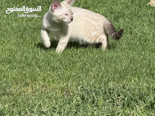 Purebred white and brown kittens - 3 months old playfull and perfect for family’s