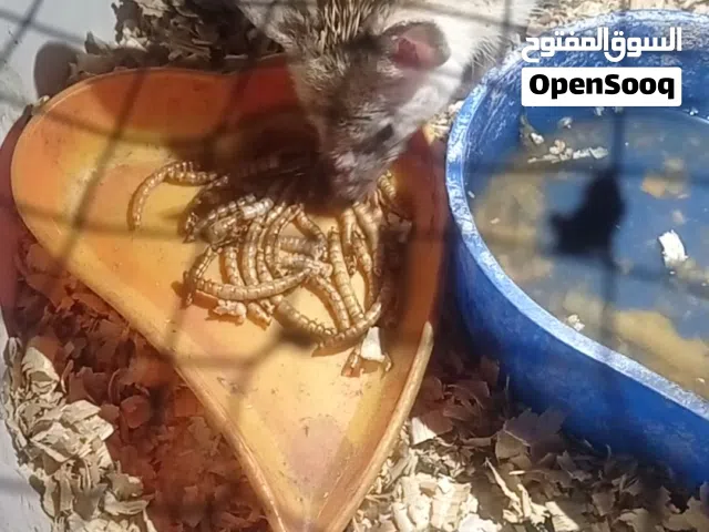 السلام عليكم قنفذ انثئ سعره 50