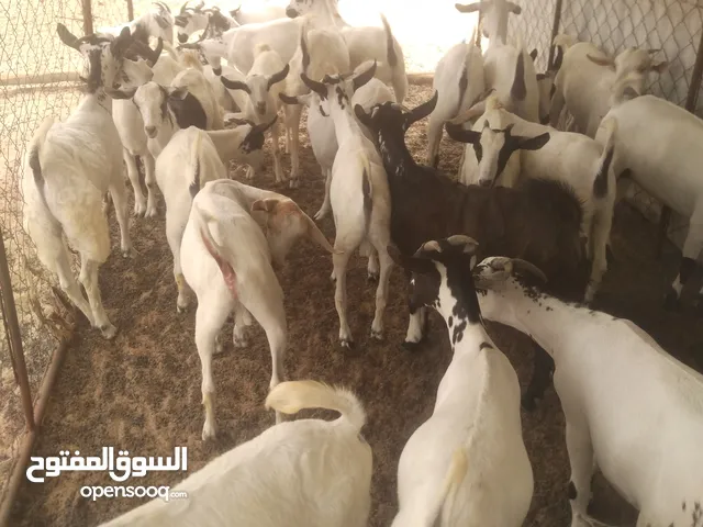 تيوس، بلدي، يمني