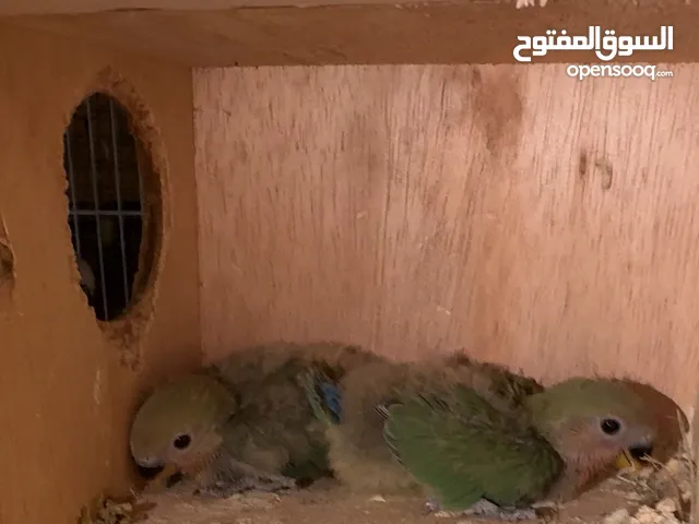 لاف بيرد على الغر