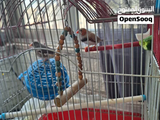 جوز طيور جنة بياضات مع القفص