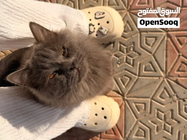 قط اليف للبيع