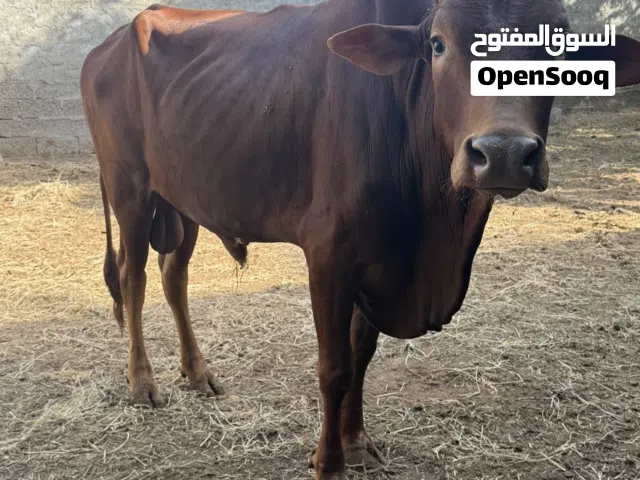 ثور عماني اللي له رغبة